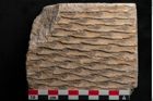 Foto (Detailansicht) von Lepidodendron sp.  (NHMW-GEO-2024-0188-11169)